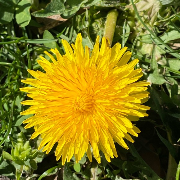 Meet your Posher, Alyssa - Picture 1 of 1